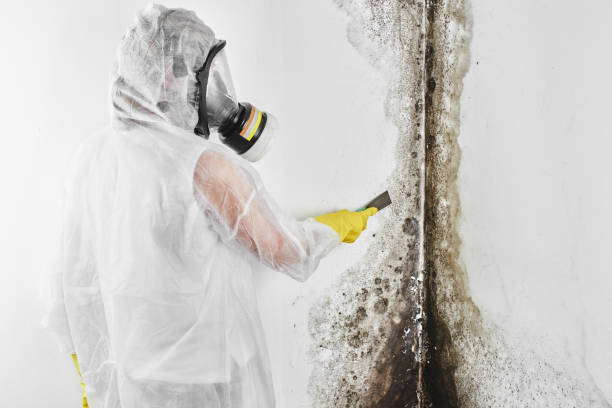 Best Commercial Mold Removal  in Leona Valley, CA
