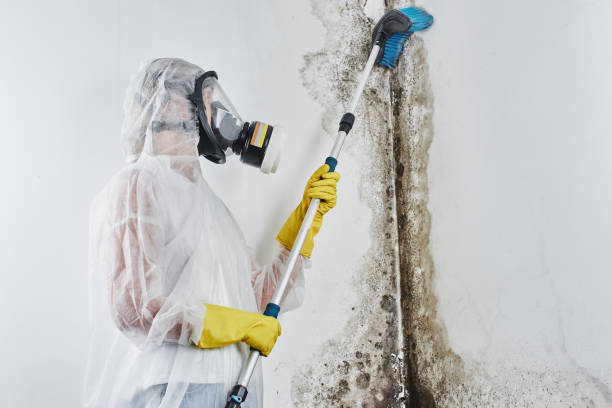 Leona Valley, CA Mold Removal Company