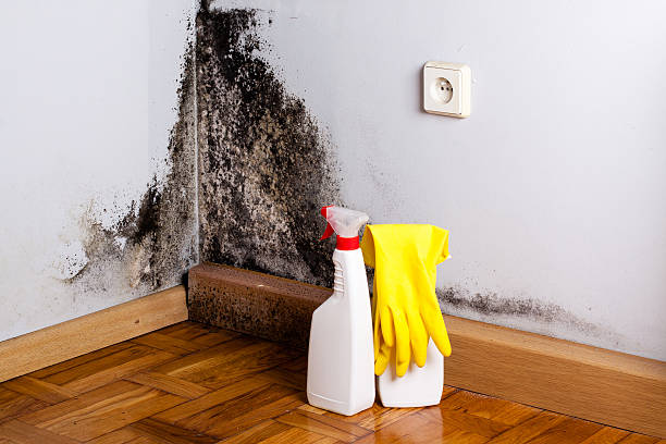 Best Local Mold Removal Service  in Leona Valley, CA