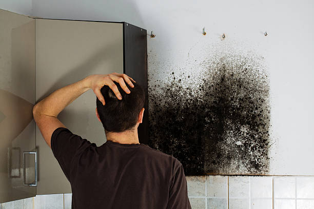 Best Best Mold Removal Companies  in Leona Valley, CA