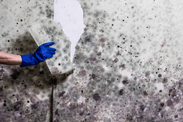 Best Mold Removal Company Near Me  in Leona Valley, CA