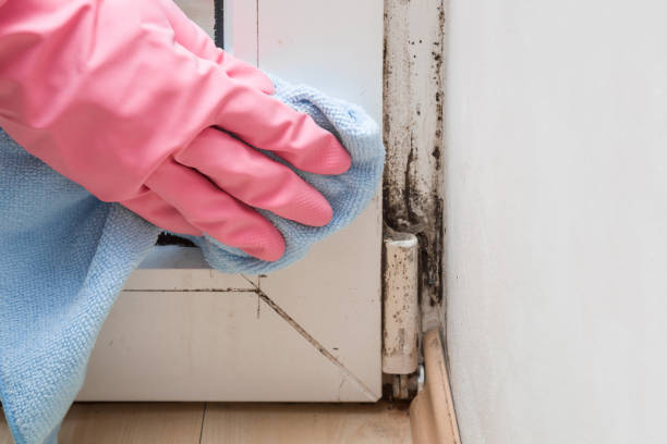 Best Emergency Mold Removal  in Leona Valley, CA