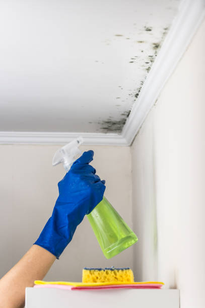 Best Mold Removal Near Me  in Leona Valley, CA