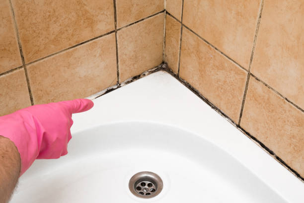 Best Mold Damage Repair  in Leona Valley, CA