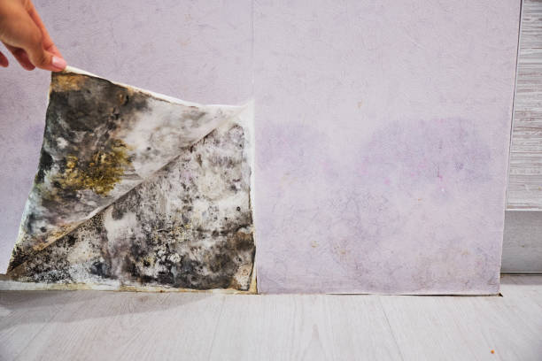 Best Certified Mold Removal  in Leona Valley, CA